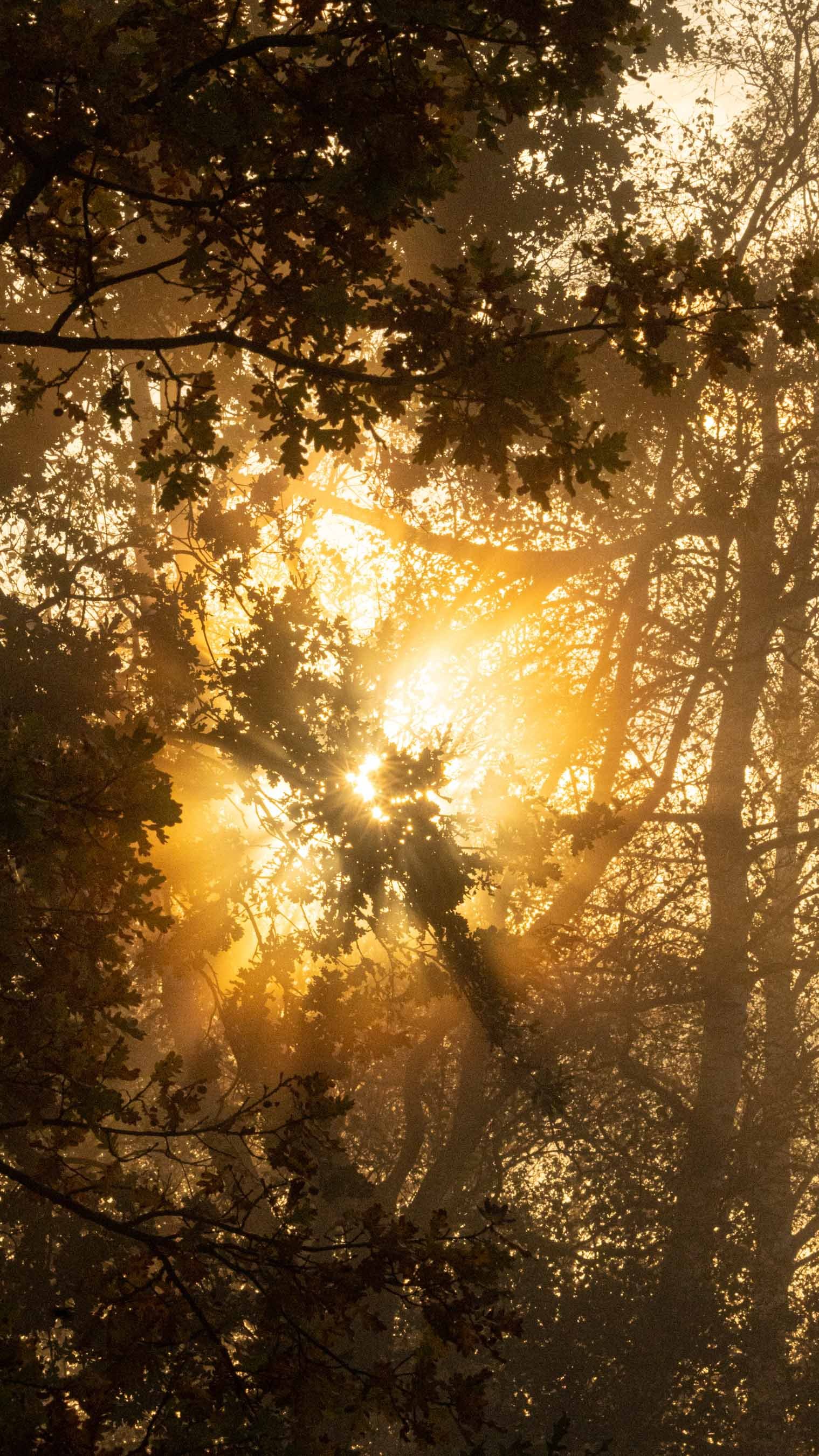 Sonneneinstrahlung durch den Wald